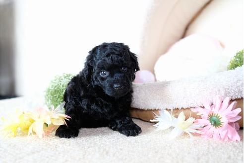 成約済の滋賀県のトイプードル-77353の2枚目