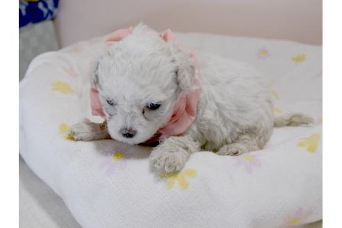 成約済の埼玉県のマルチーズ-78288の7枚目