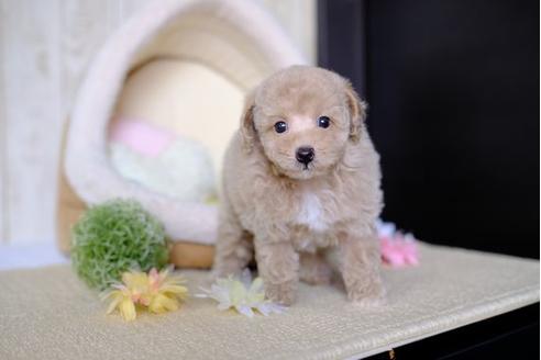 成約済の滋賀県のトイプードル-77355の2枚目