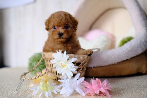 成約済の滋賀県のトイプードル-77604の1枚目