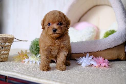 成約済の滋賀県のトイプードル-77604の2枚目