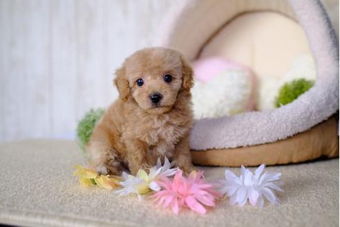 成約済の滋賀県のトイプードル-77363の1枚目