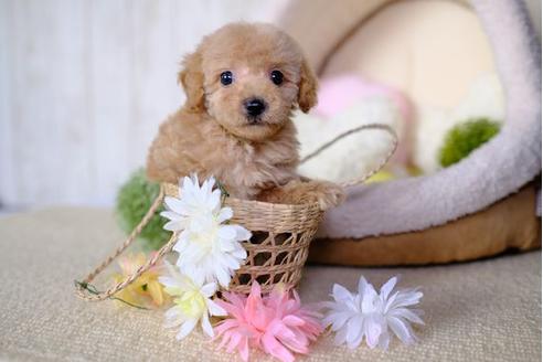 成約済の滋賀県のトイプードル-77363の2枚目