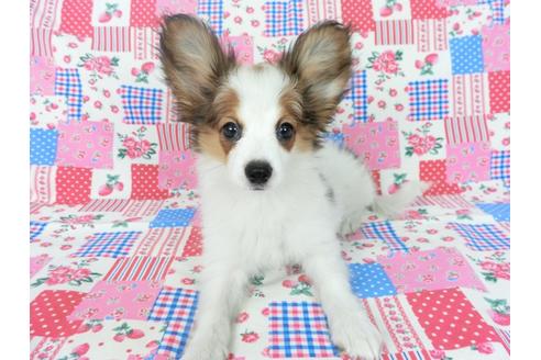 成約済の千葉県のパピヨン-75868の1枚目