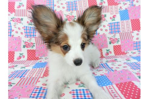 成約済の千葉県のパピヨン-75868の4枚目