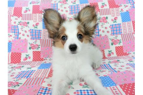 成約済の千葉県のパピヨン-75868の3枚目