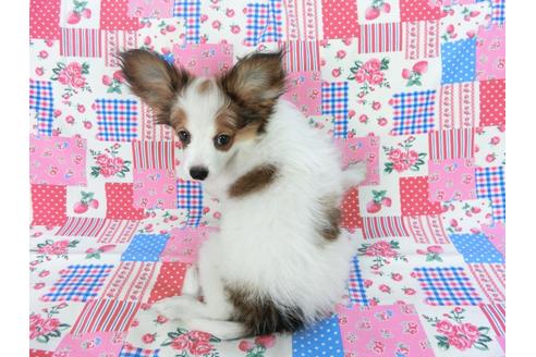 成約済の千葉県のパピヨン-75868の2枚目