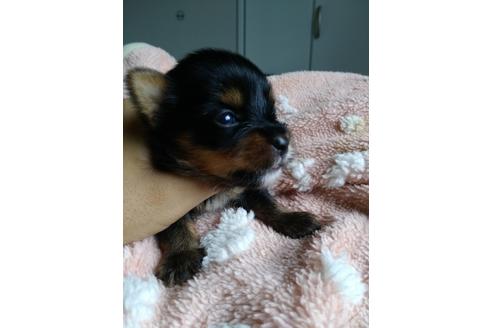 成約済の静岡県のミックス犬-78302