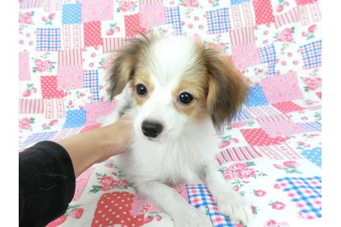 成約済の千葉県のパピヨン-75679