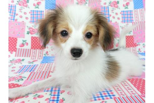 成約済の千葉県のパピヨン-75679の4枚目