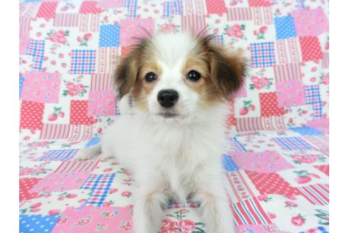 成約済の千葉県のパピヨン-75679の3枚目