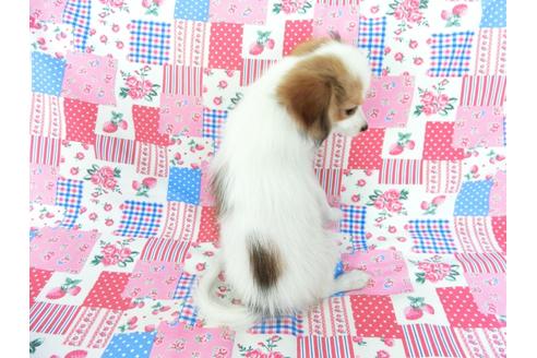 成約済の千葉県のパピヨン-75679の2枚目