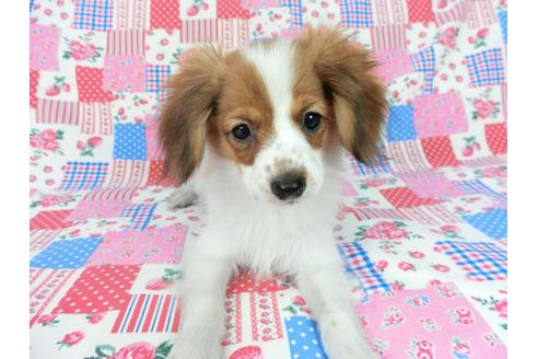 成約済の千葉県のパピヨン-75688の5枚目