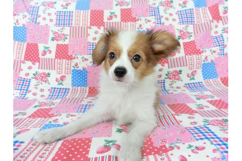 成約済の千葉県のパピヨン-75686の3枚目