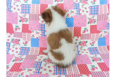 成約済の千葉県のパピヨン-75686の2枚目