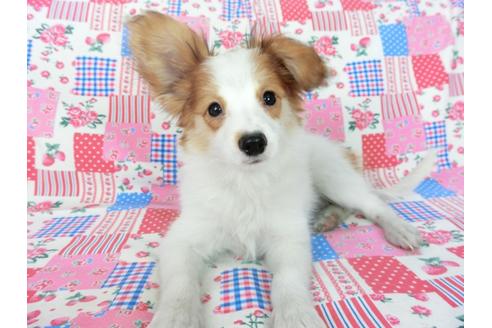 成約済の千葉県のパピヨン-75694の8枚目