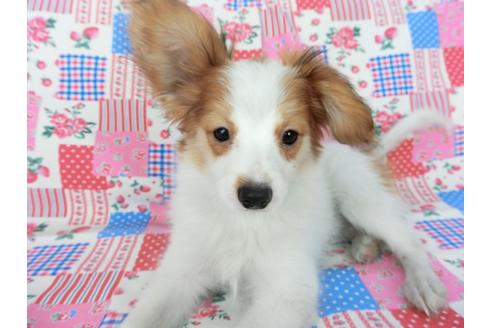 成約済の千葉県のパピヨン-75694の7枚目