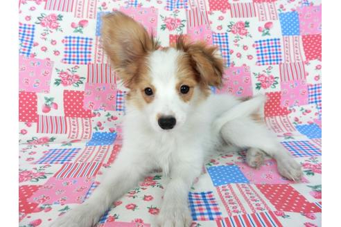 成約済の千葉県のパピヨン-75694の6枚目