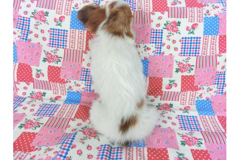 成約済の千葉県のパピヨン-75694の5枚目