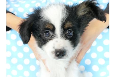 成約済の千葉県のパピヨン-78304の4枚目