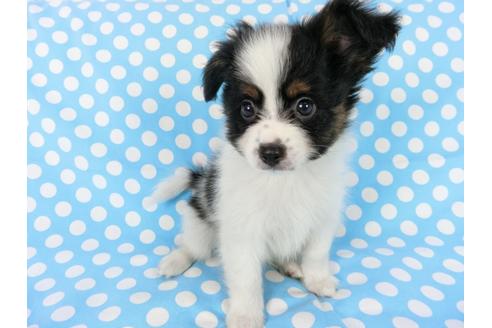 成約済の千葉県のパピヨン-78304の3枚目