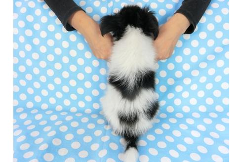 成約済の千葉県のパピヨン-78304の2枚目