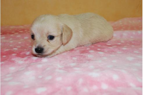 成約済の京都府のミックス犬-78371の6枚目