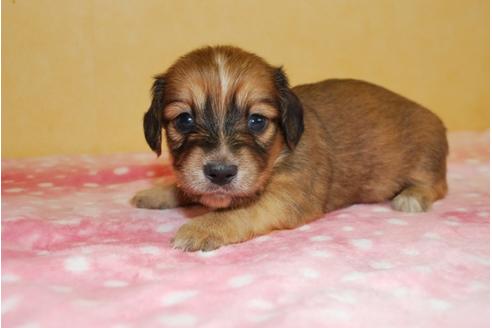 成約済の京都府のミックス犬-78372の5枚目
