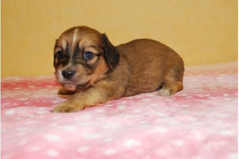 成約済の京都府のミックス犬-78372の3枚目