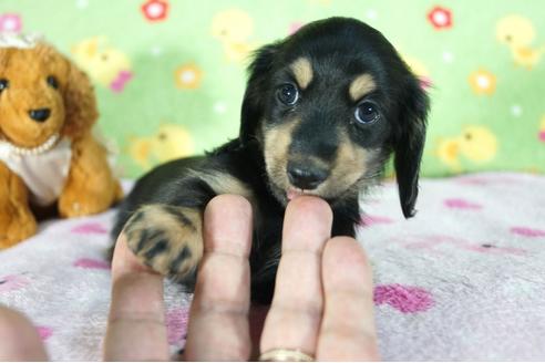 成約済の兵庫県のミニチュアダックスフンド(ロングヘアード)-77447の1枚目