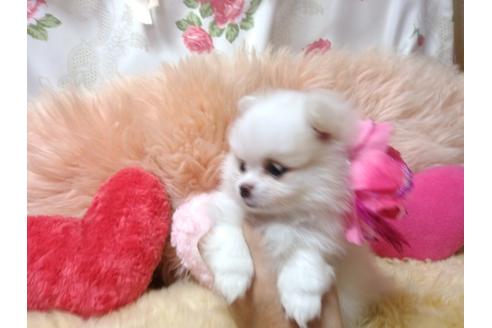 成約済の愛知県のミックス犬-78390の5枚目