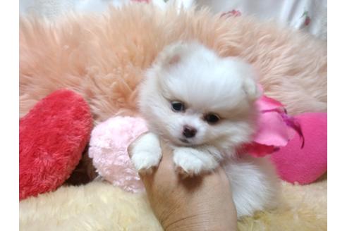 成約済の愛知県のミックス犬-78390の4枚目