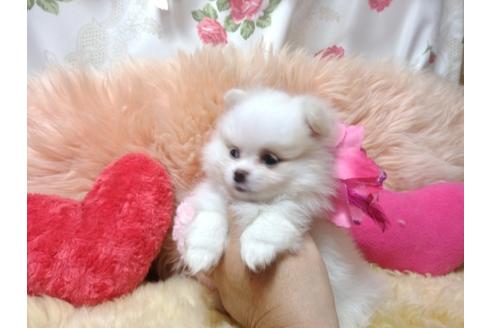 成約済の愛知県のミックス犬-78390の3枚目