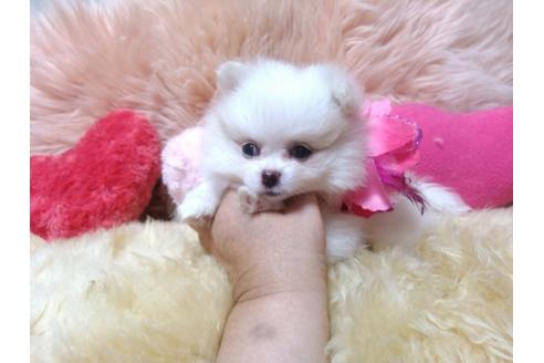 成約済の愛知県のミックス犬-78390の2枚目