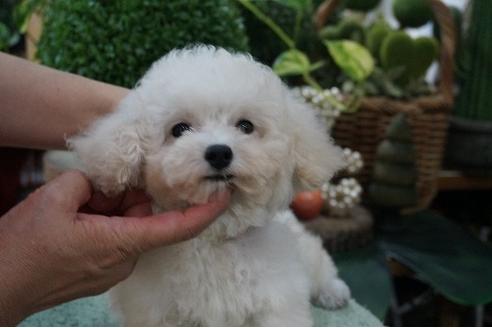 成約済の京都府のタイニープードル-77055の1枚目