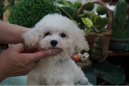 成約済の京都府のタイニープードル-77055の3枚目