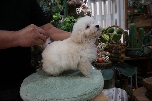 成約済の京都府のタイニープードル-77055の2枚目