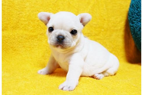 成約済の滋賀県のフレンチブルドッグ-78393の1枚目