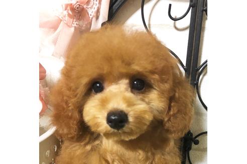 成約済の岡山県のタイニープードル-76423の1枚目