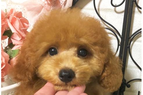 成約済の岡山県のタイニープードル-76423の3枚目