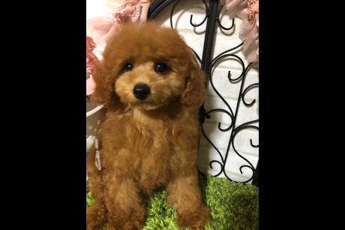 成約済の岡山県のタイニープードル-76423の2枚目