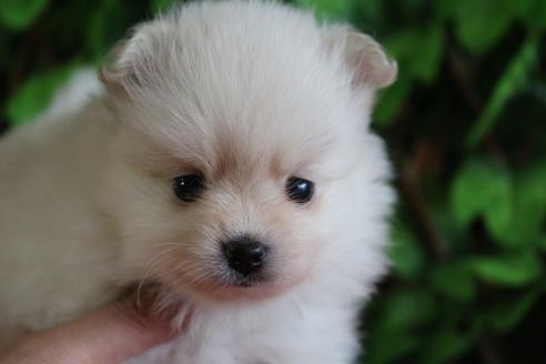 成約済の京都府のポメラニアン-78420の4枚目