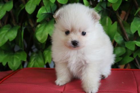 成約済の京都府のポメラニアン-78420の3枚目