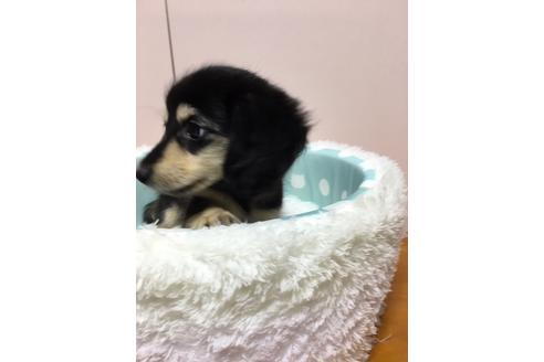成約済の広島県のカニンヘンダックスフンド(ロングヘアード)-75540の69枚目