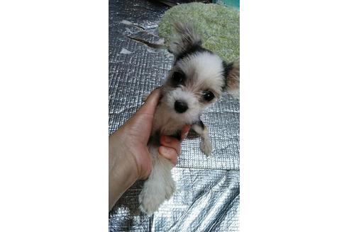 成約済の宮崎県のミックス犬-78475