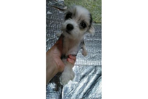 成約済の宮崎県のミックス犬-78475の3枚目
