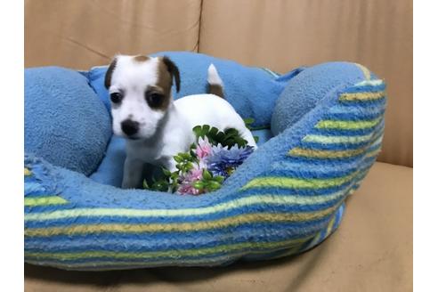 成約済の栃木県のジャックラッセルテリア-78507の5枚目