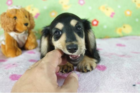 成約済の兵庫県のミニチュアダックスフンド(ロングヘアード)-76755の1枚目