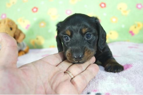 成約済の兵庫県のカニンヘンダックスフンド(ロングヘアード)-78532の1枚目