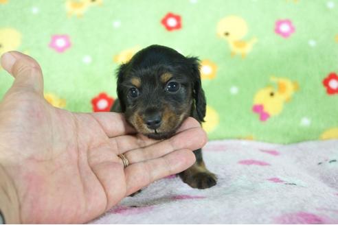 成約済の兵庫県のミニチュアダックスフンド(ロングヘアード)-78533の1枚目